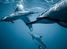 世界杯手机直播客户端-世界杯中国两将进八强 孙颖莎恐迎日女将连番考验